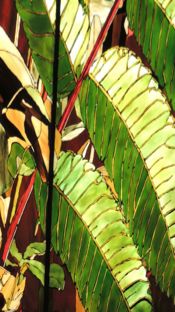 Motif: Staghorn Sumac Leaves (3)